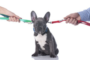 pet custody: man and woman each holding a leash attached to a French Bulldog